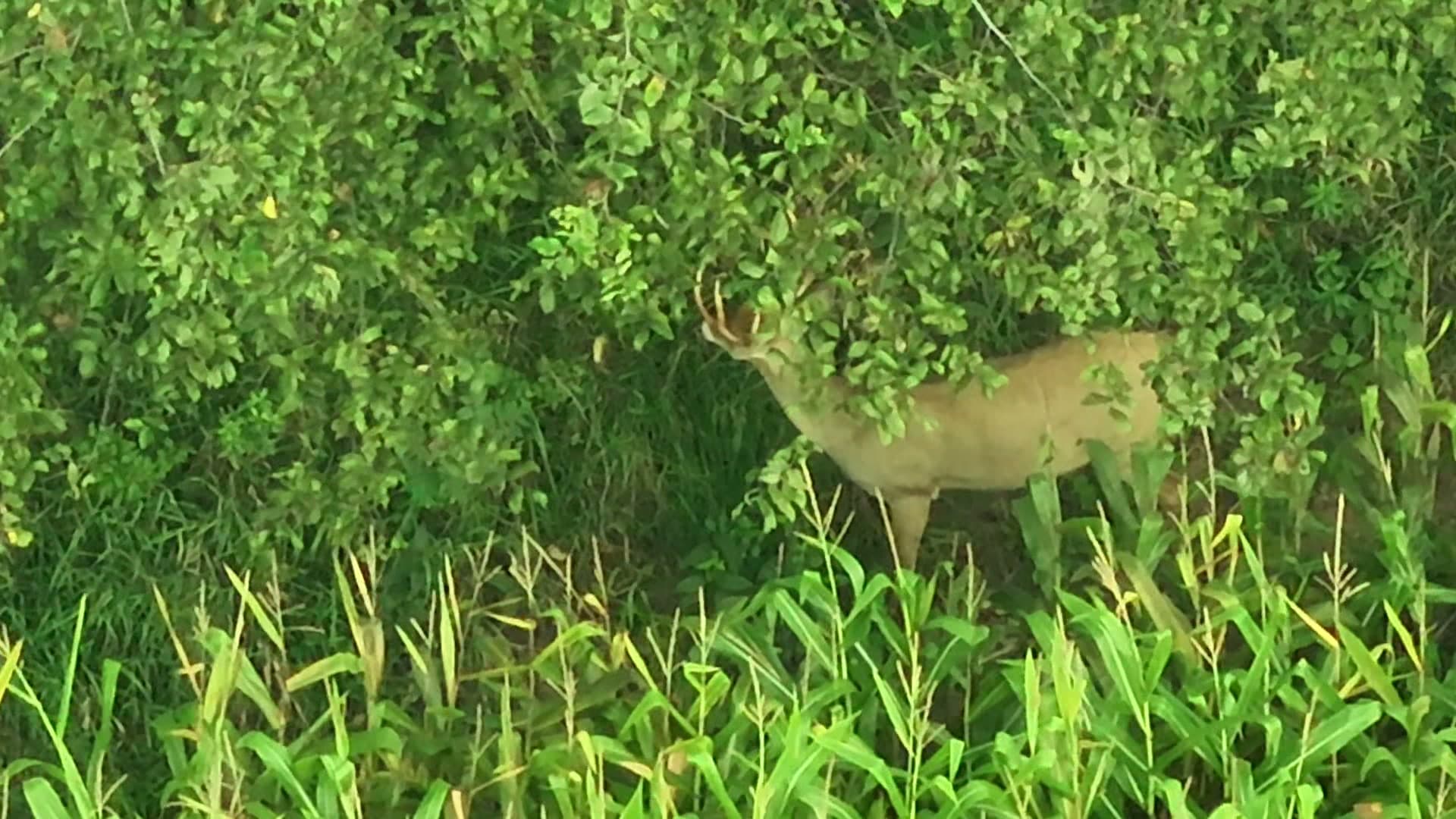Buck observed near the edge of a corn field