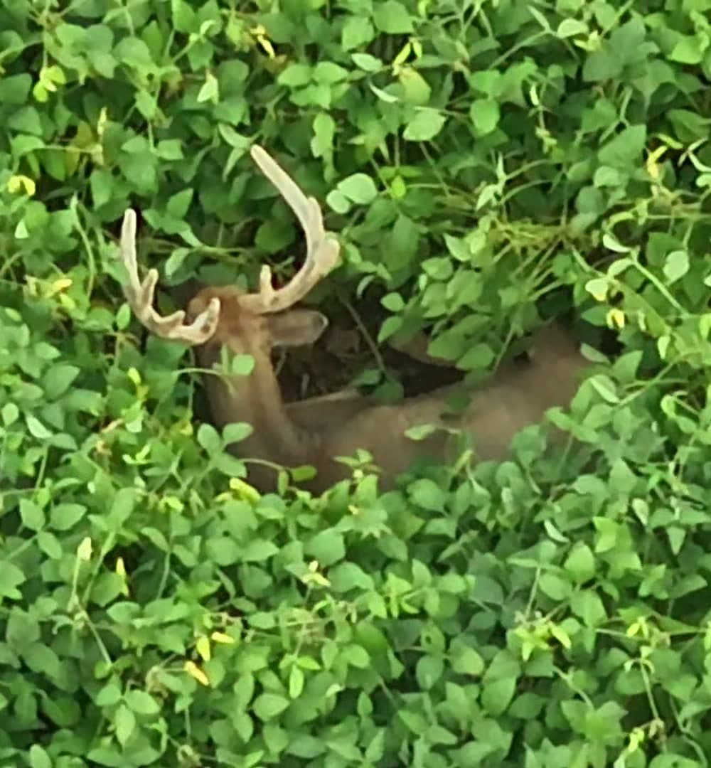 Antlered velvet buck located in dense Wisconsin vegetation