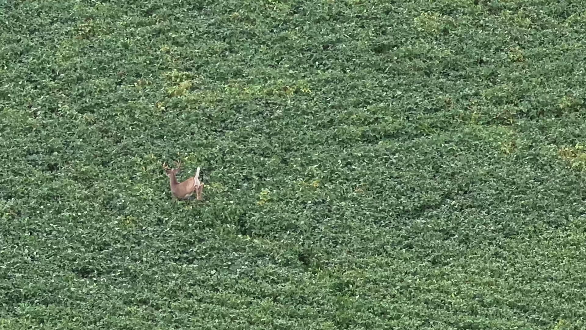 Buck observed from a drone in an open field