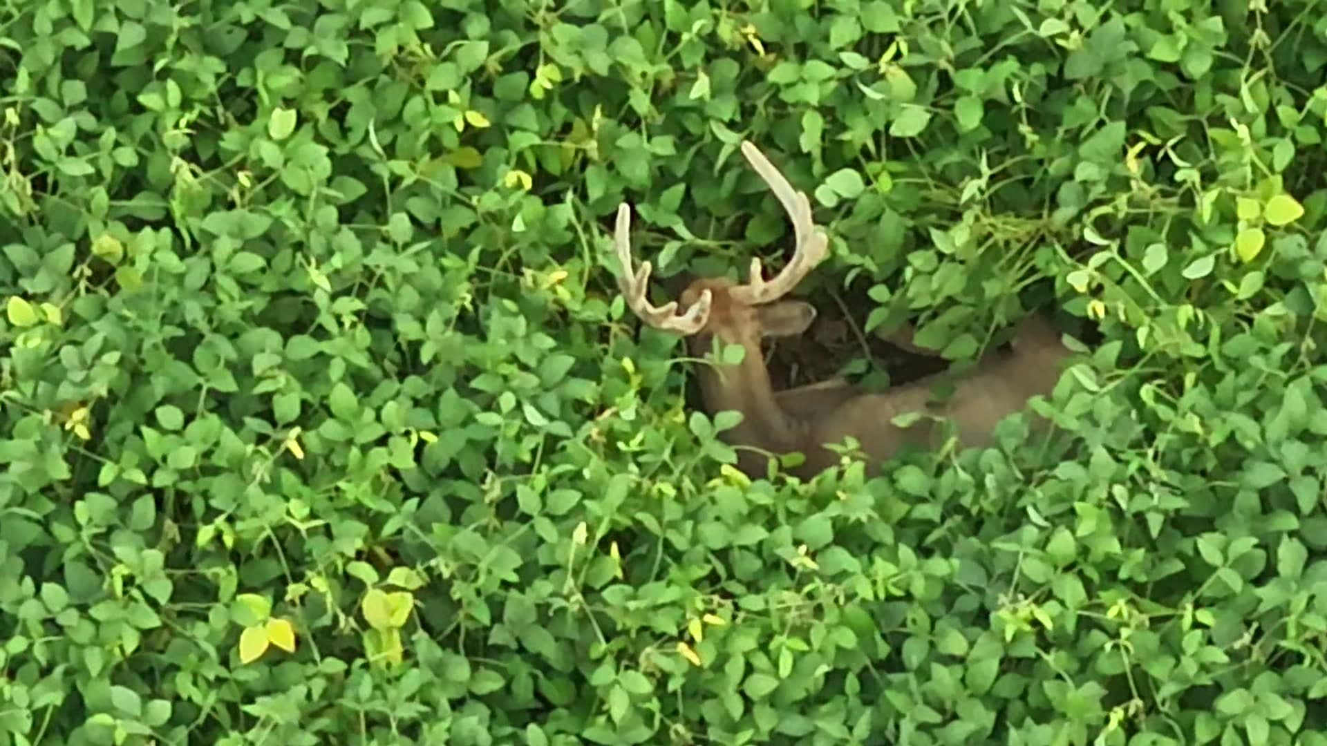 Velvet buck visible through dense green canopy