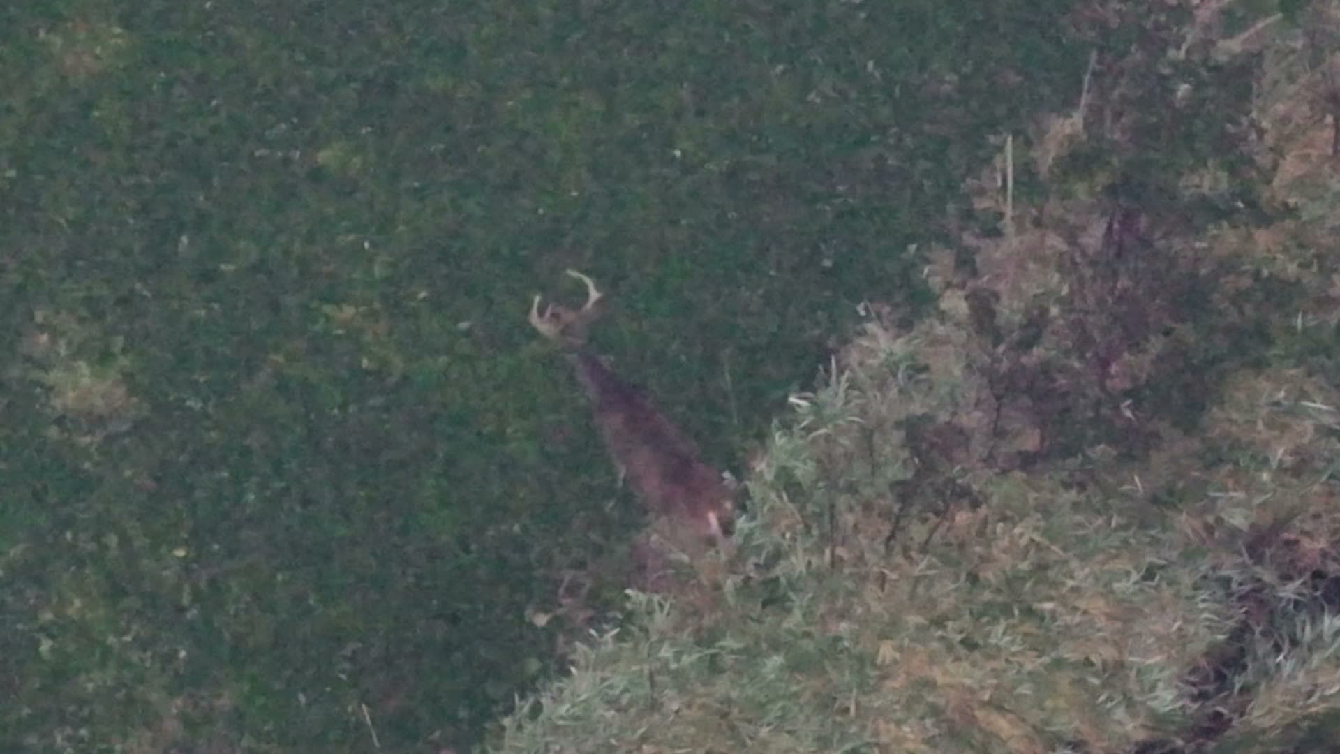 Antlered white-tailed buck viewed clearly from a Wisconsin Aerial drone