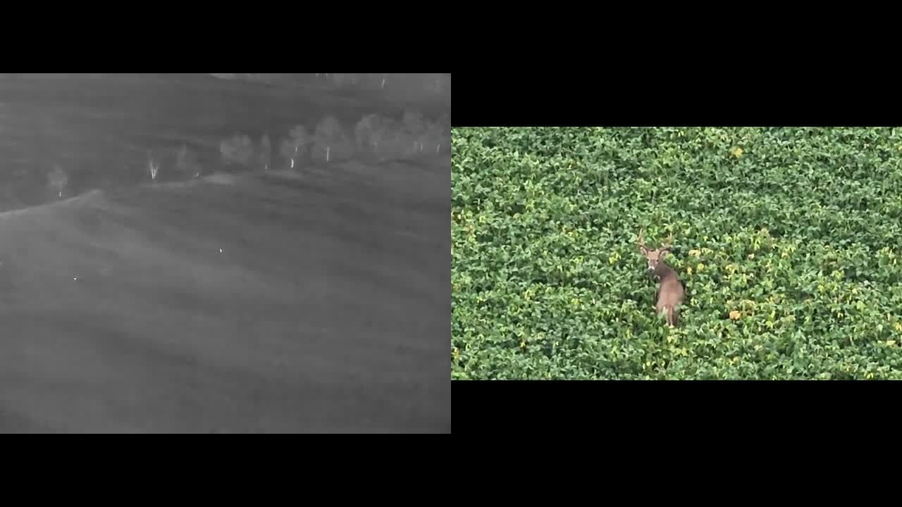 Side-by-side thermal and visible-light drone view of a deer in a field