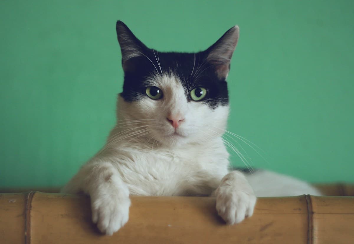 A relaxed black-and-white cat resting its paws on a chair