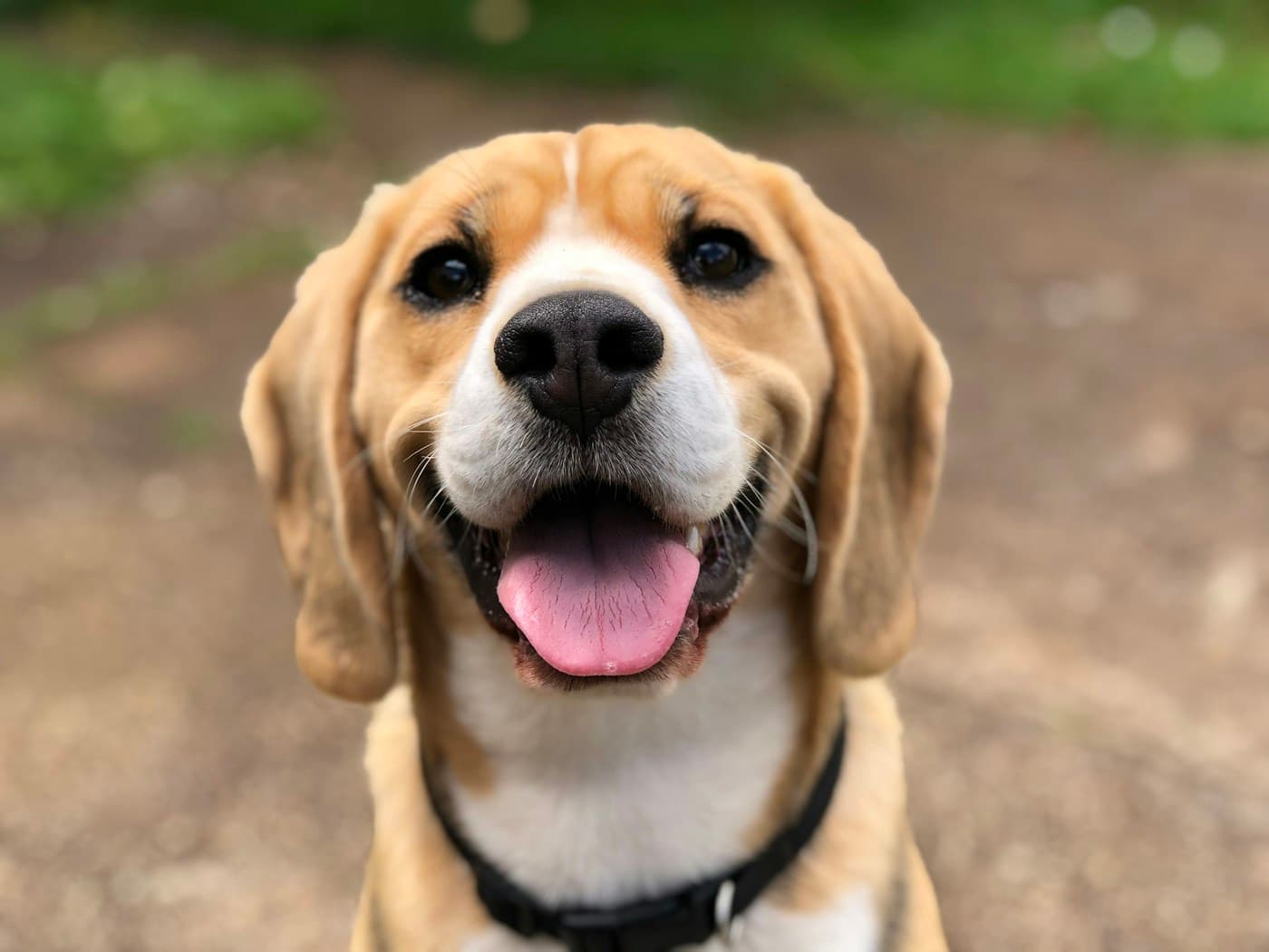 A cheerful beagle looking up with an open-mouthed smile